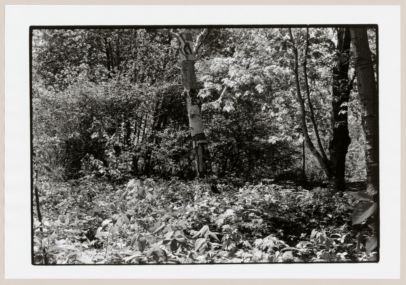 View of Summit Park, Westmount, Québec