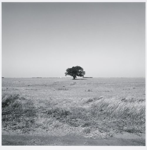 Tree surrounded by field, grain elevator in distance, Offerle, Kansas
