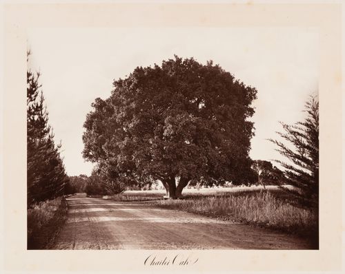 View of the Charter Oak, Thurlow Lodge, Menlo Park, California