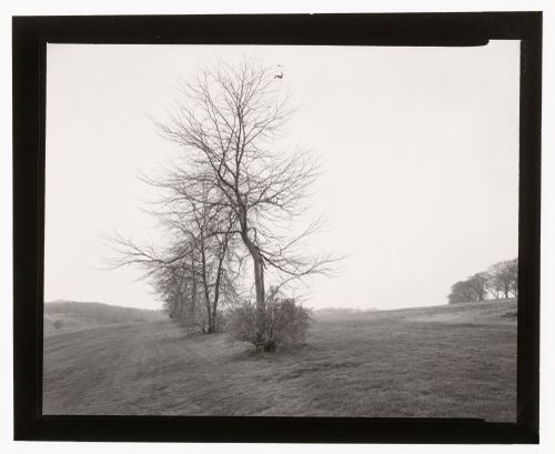 View of  the Country Park, Franklin Park, Boston, Massachusetts