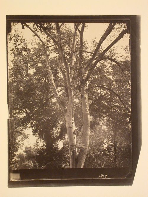 Landscape study, looking up into trees, Italy