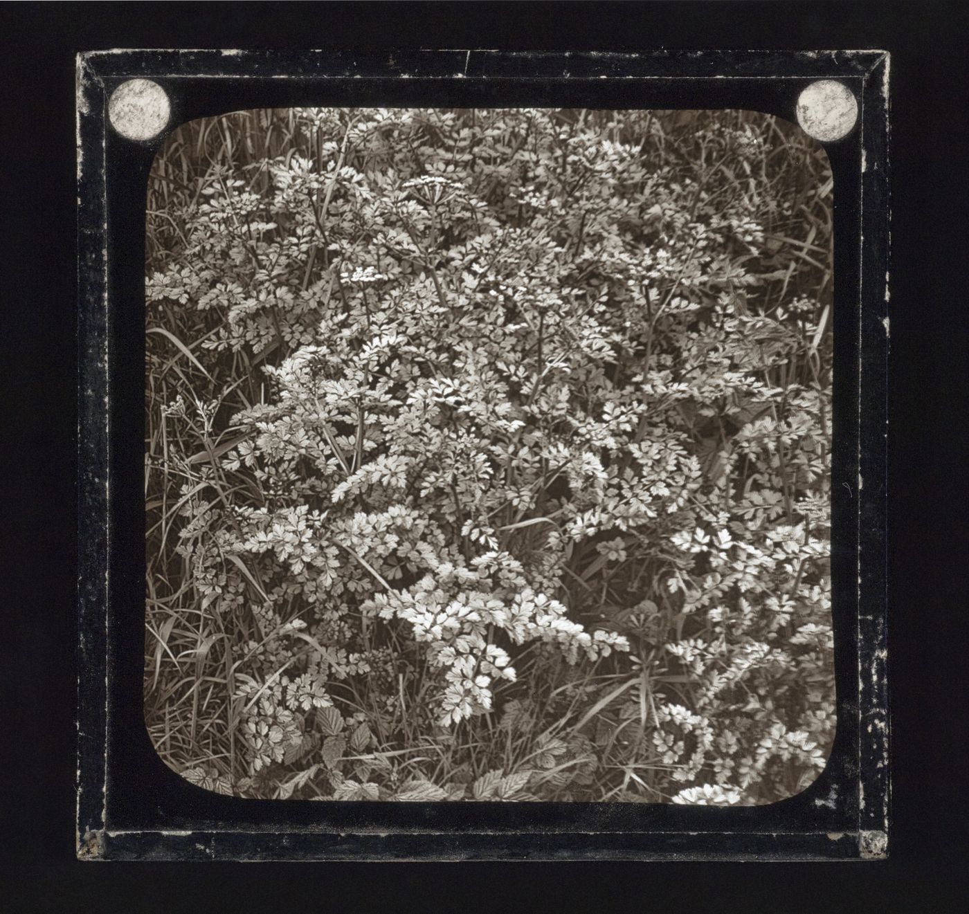 Detail view of hedge