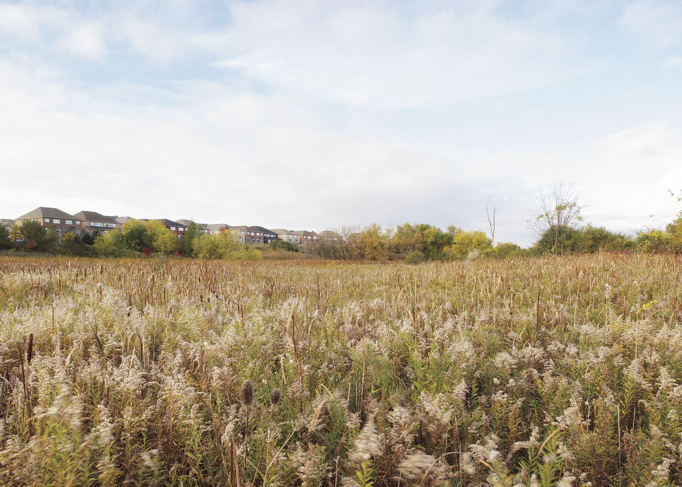 An Enduring Wilderness: Humber Arboretum, Toronto