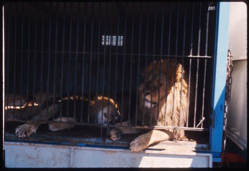 Lions in cage, Circus, Kassel, Germany