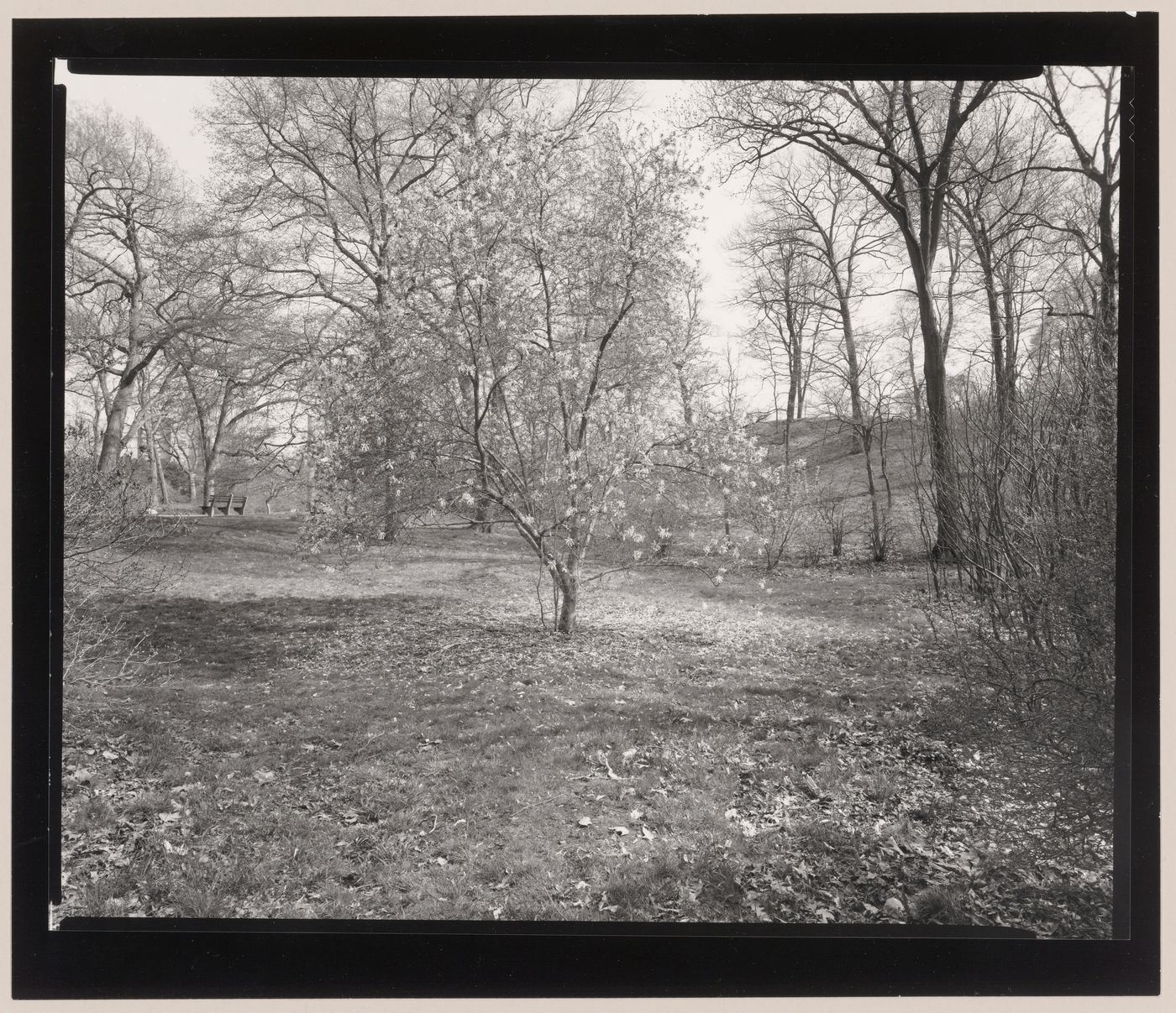 The Arnold Arboretum, Boston, Massachusetts