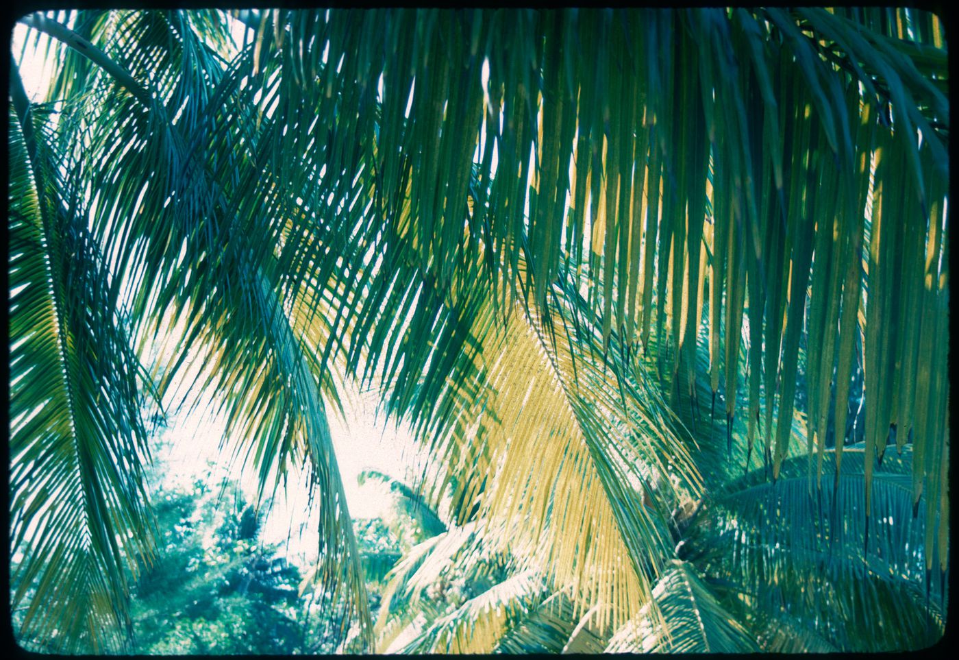 Palm trees, Jamaica
