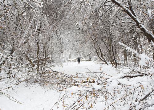 An Enduring Wilderness: Earl Bales Park, Toronto