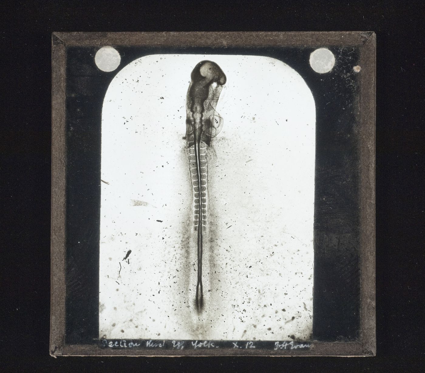 Photomicrograph of section of embryo of chicken in egg