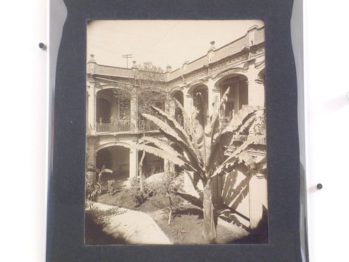 View of the patio of the Colegio de Niñas with a palm tree in the foreground, Mexico City, Mexico