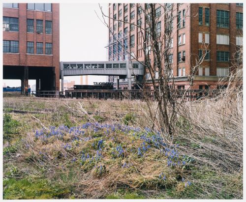 Grape Hyacinth, from the series Walking the High Line
