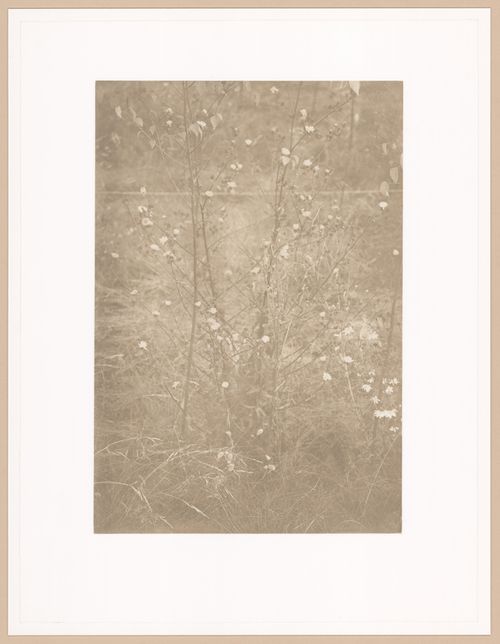 Pechblende (Volume-Cycle 2), Bitterkraut