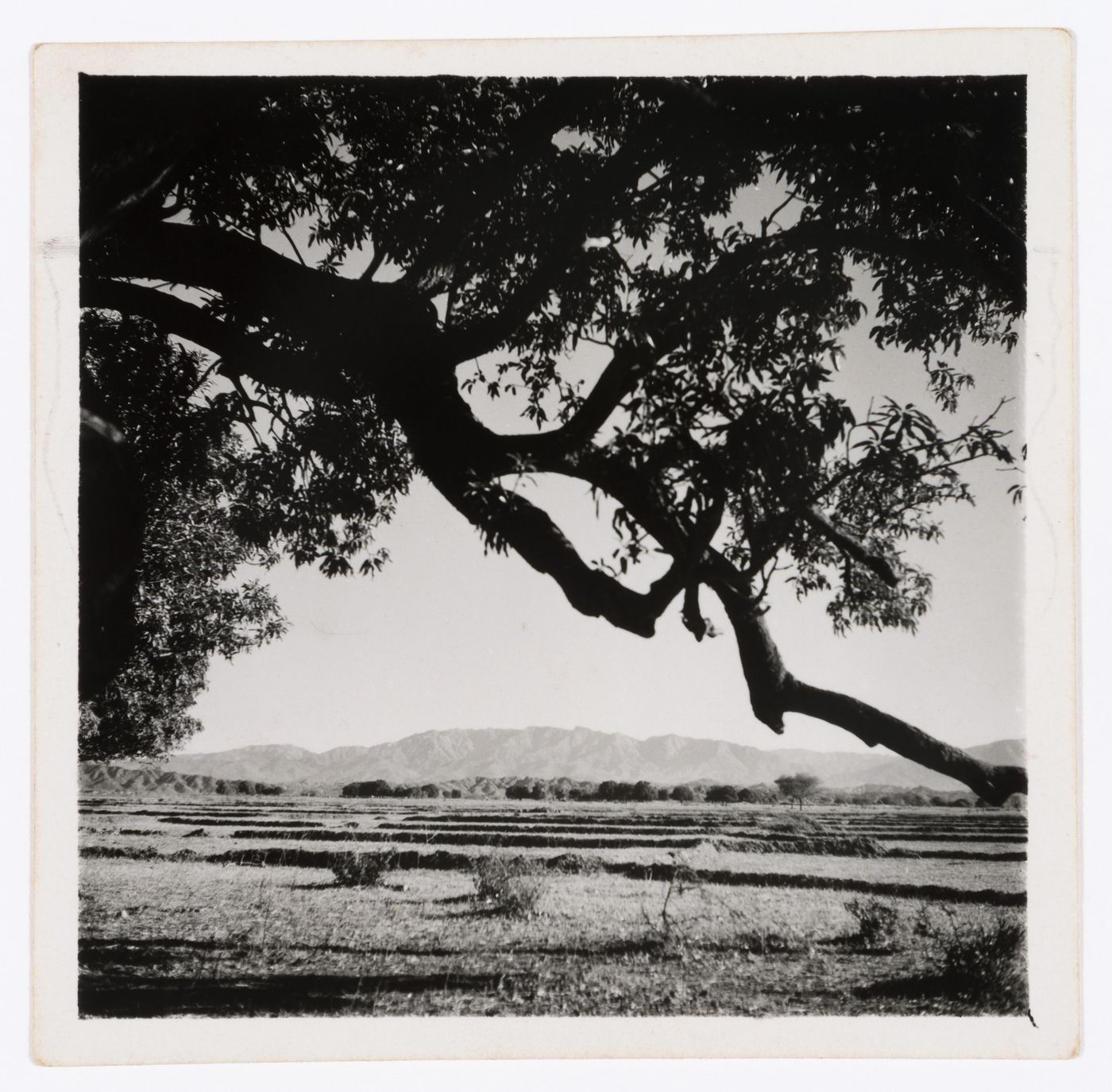 View of the site of the future captial of East Punjab, India, with a tree in the foreground