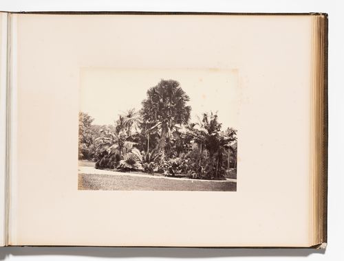 View of trees, Royal Botanical Gardens, Peradeniya, Ceylon (now Sri Lanka)