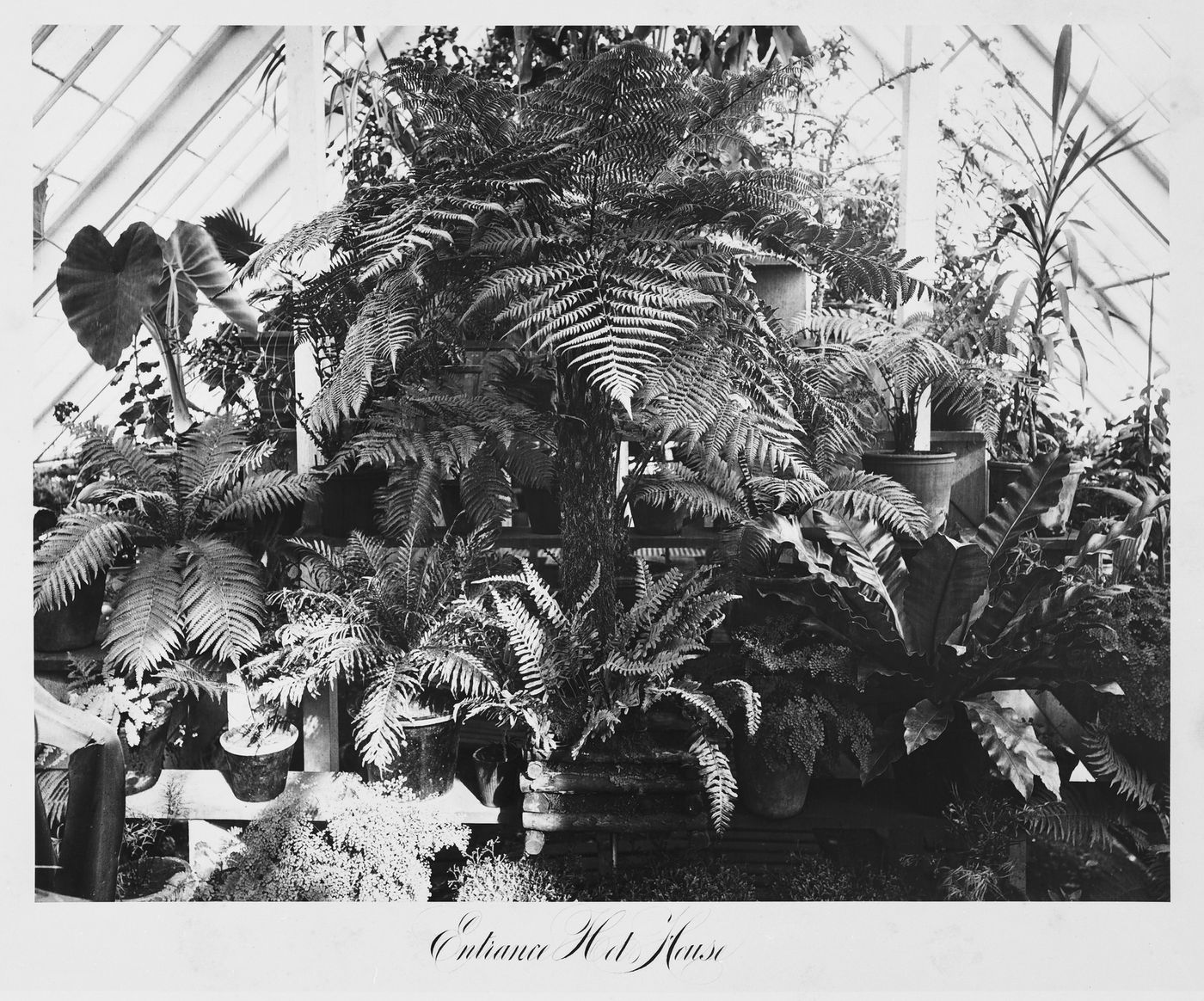 View of the hot house, Thurlow Lodge, Menlo Park, California