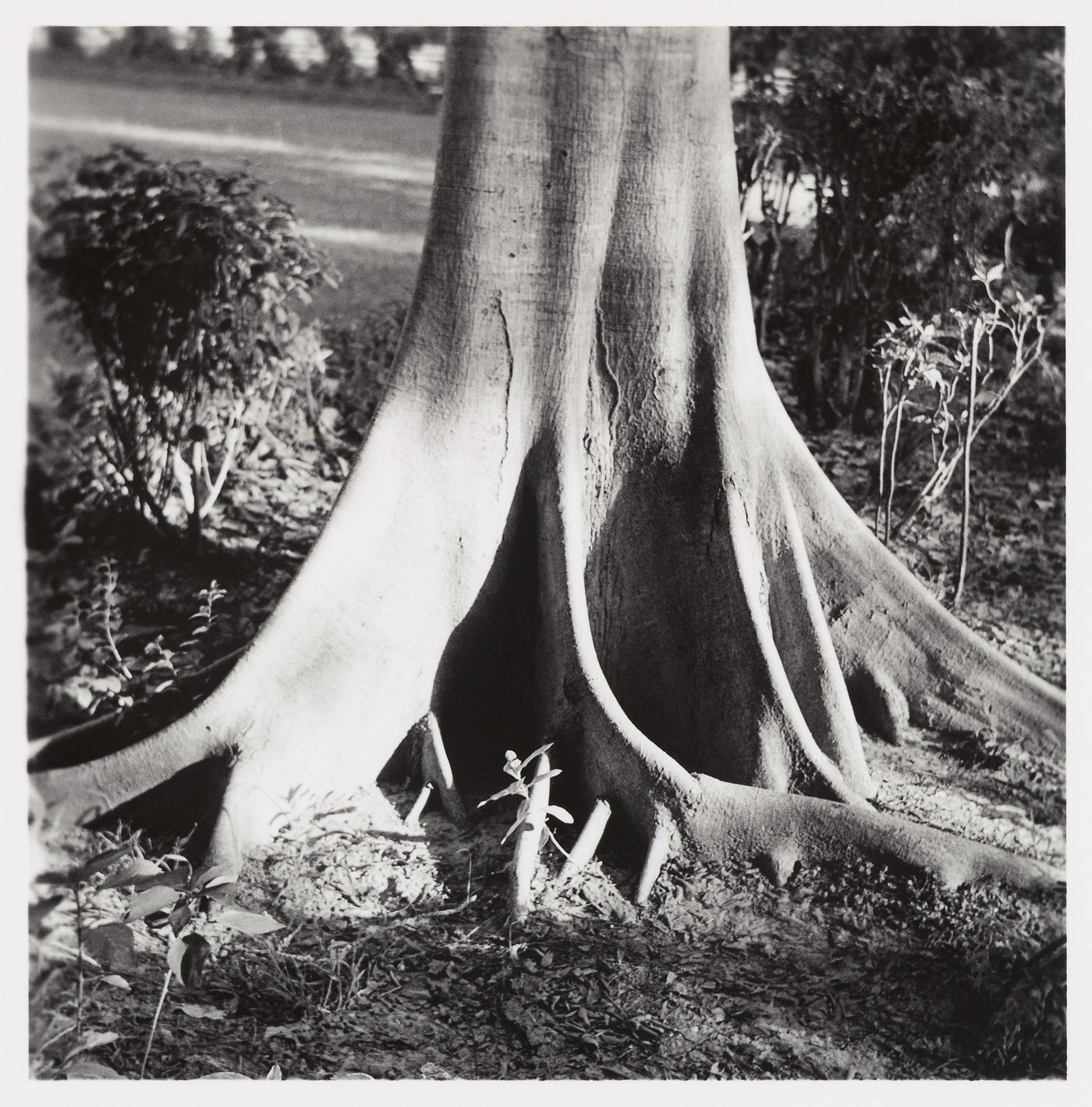 The buttress roots of a tree on the Chandigarh plain