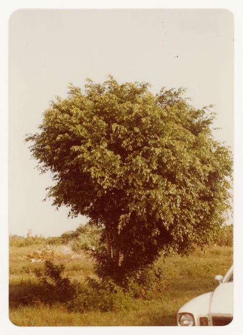 Trees (ficus) for garden court landscape for Bank of Canada Building, Ottawa, Ontario