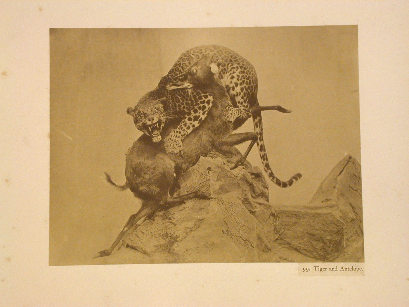 Taxidermy leopard and antelope, Crystal Palace, Sydenham, England