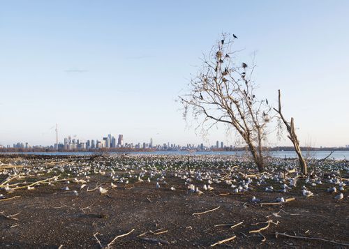 An Enduring Wilderness: Cormorant nesting area, Tommy Thompson Park, Toronto