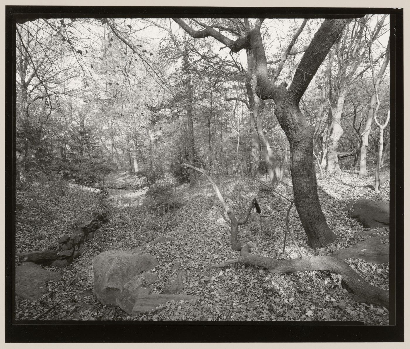 Ramble, Central Park, Manhattan, New York City, New York