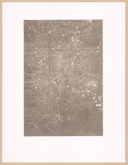 Pechblende (Volume-Cycle 2), Bitterkraut