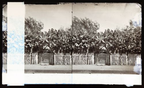 Stereograph of a cactus fence, Los Angeles, California, United States of America