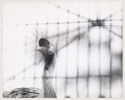 View of a grey crowned crane in London Zoo Aviary, Regent's Park, London, United Kingdom