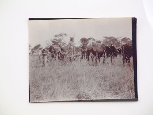 View of man and cow-pulled cart in field, near Zambezi River
