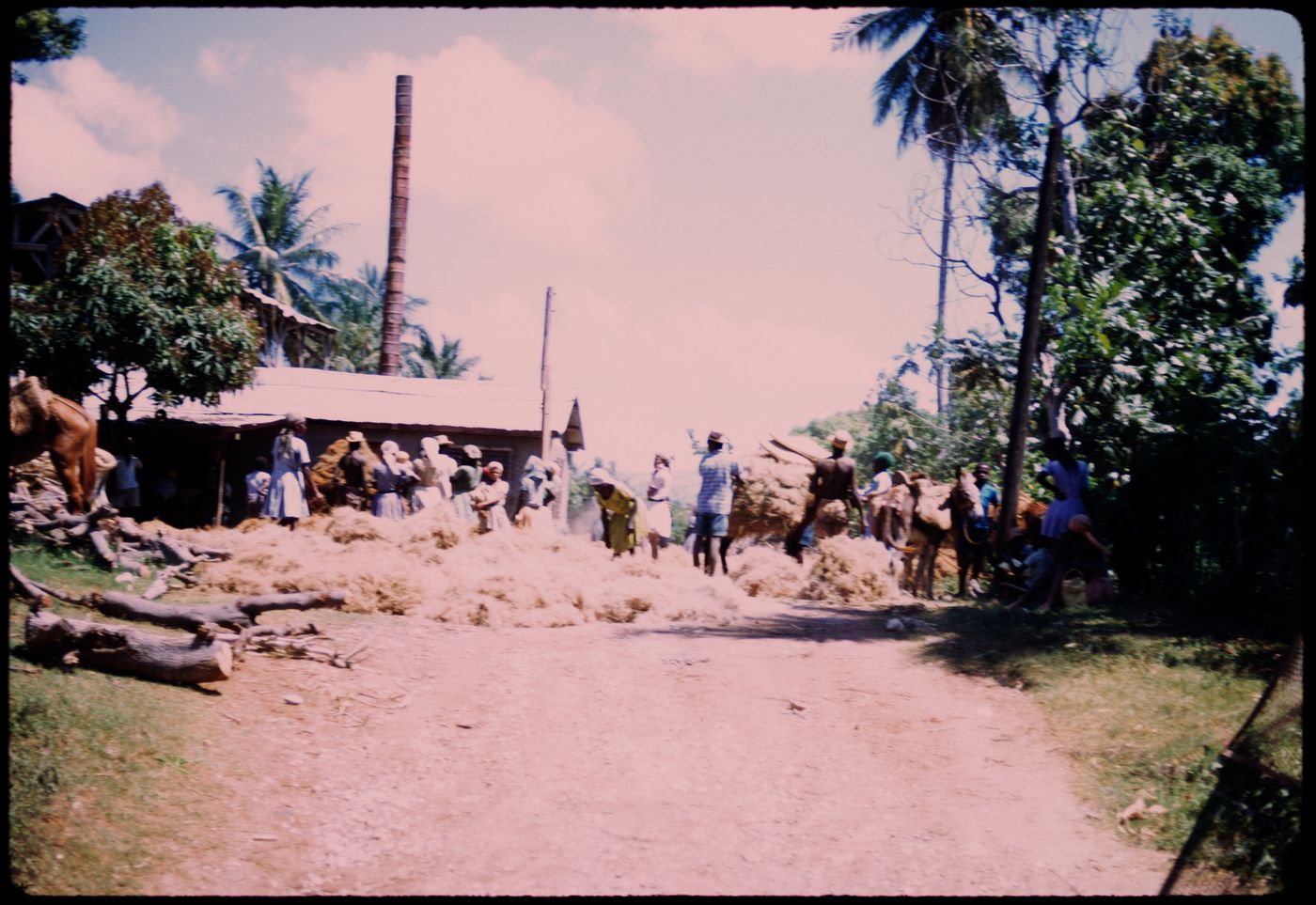 Sheep shearing,  Haiti