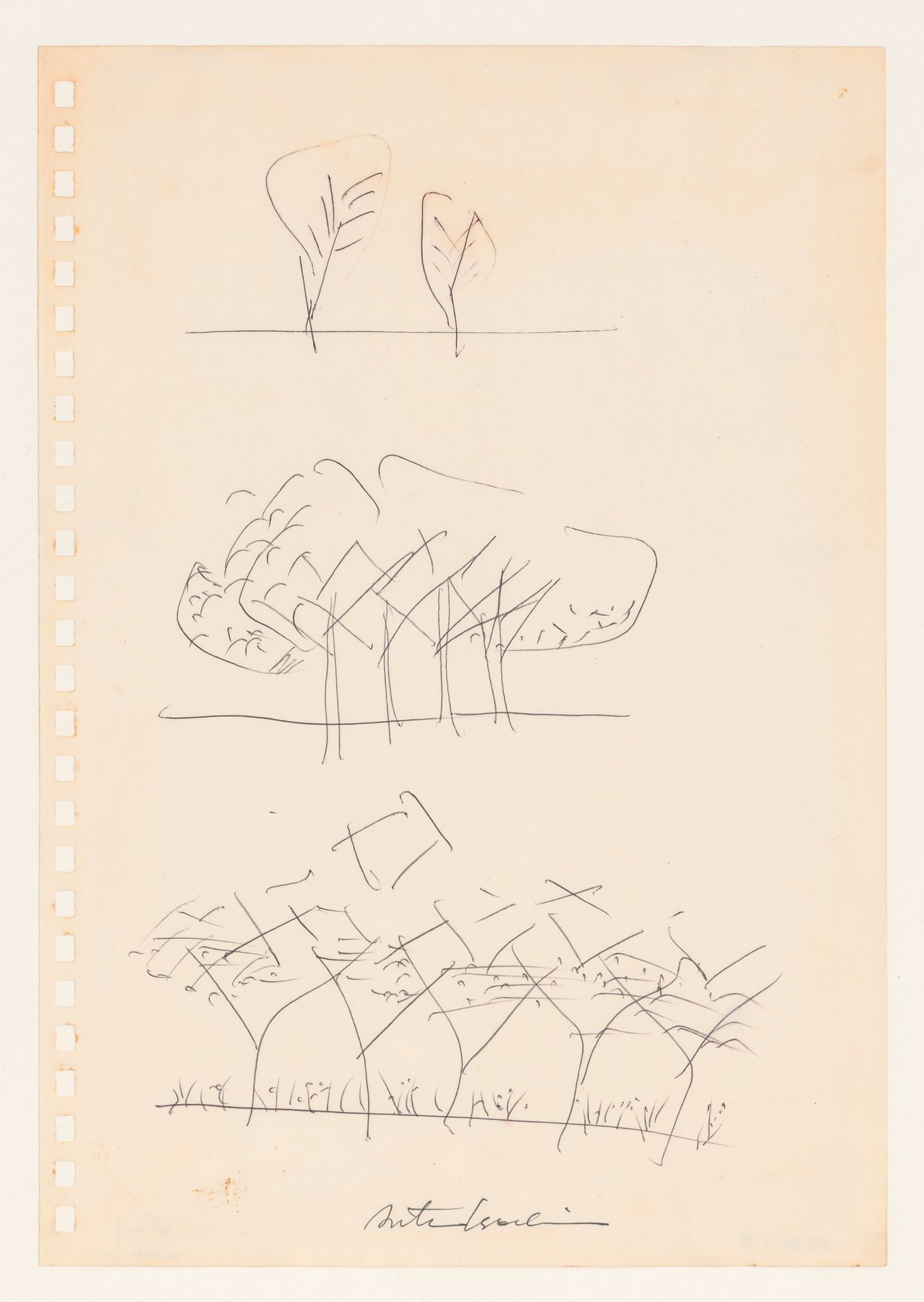 Sketch of a grouping of trees for the Clusters in the Air Project, Tokyo
