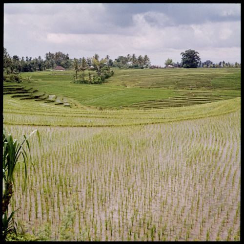 View of rice field, Bali, Indonesia