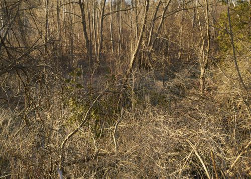 An Enduring Wilderness: Morningside Park, Toronto