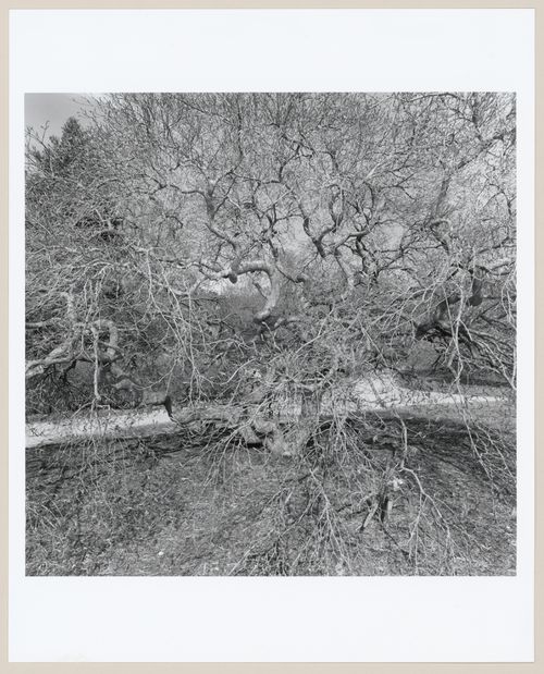 "Biltmore", The George Vanderbilt Estate, Asheville, North Carolina