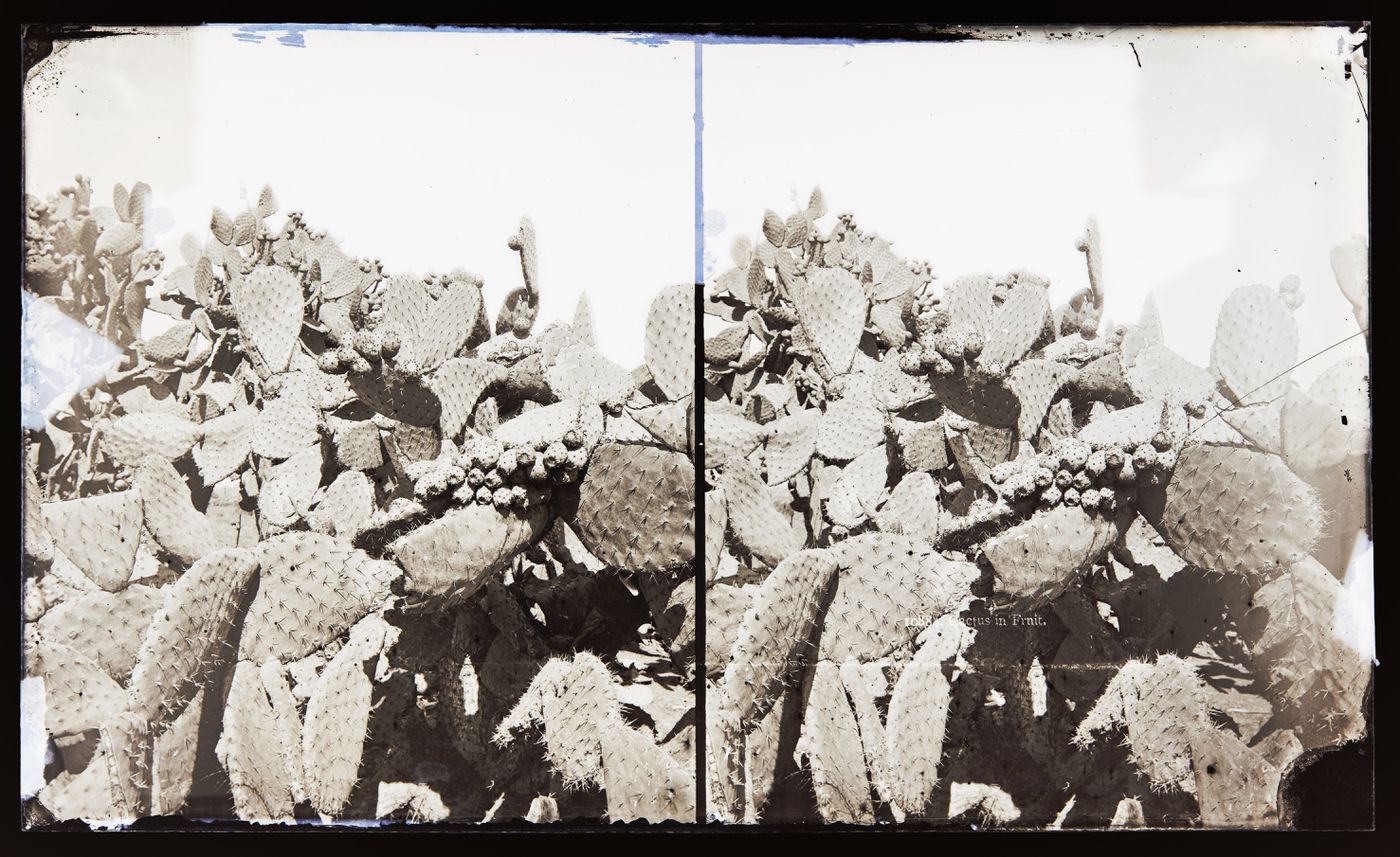 Stereograph of prickly pear cactus in fruit, California, United States of America
