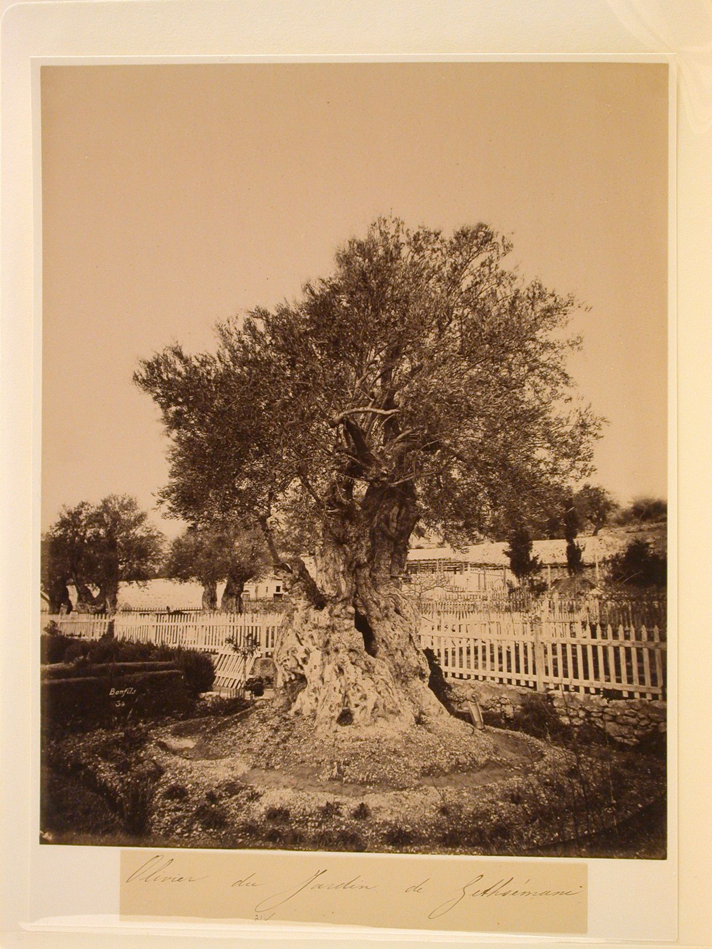 Olivier du Jardin de Gethsemane