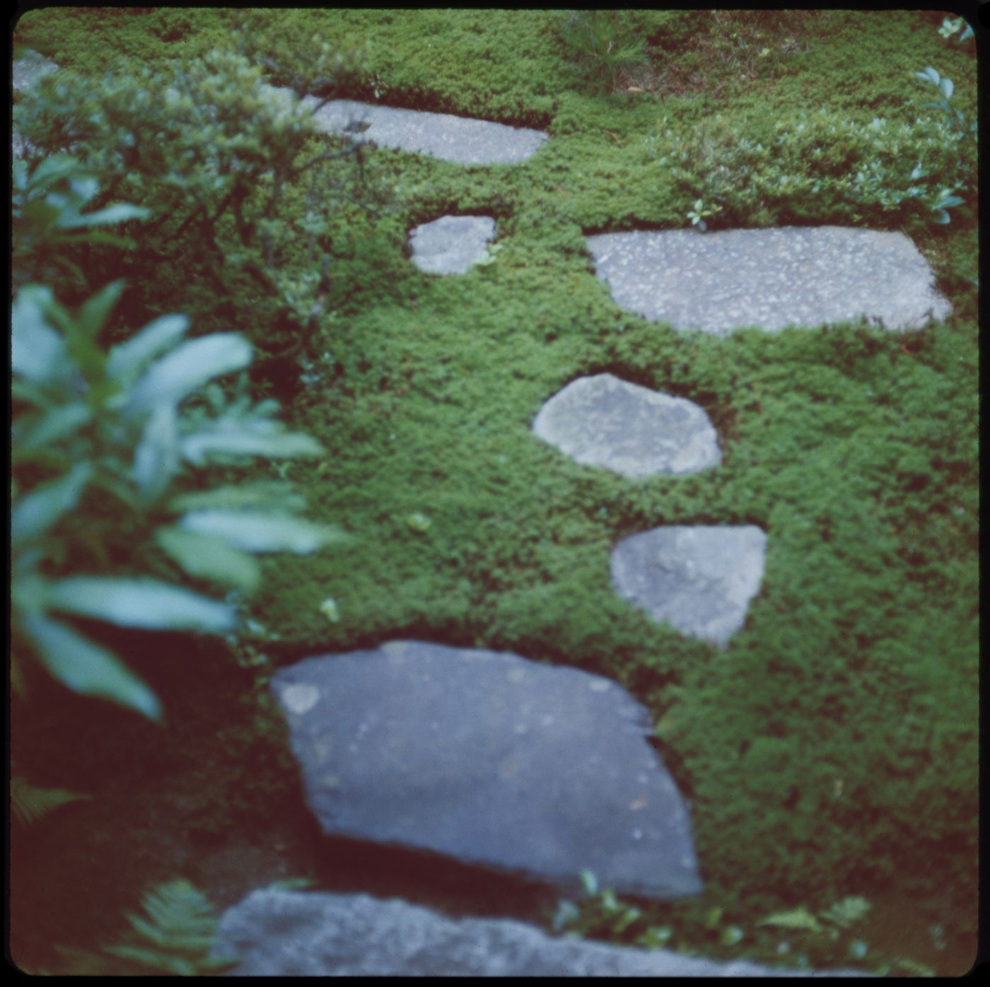 Stepping stones in garden of Urasenke tea house, Kyoto, Japan