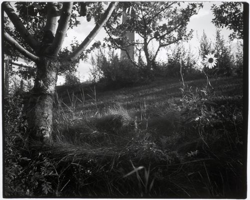 Close-up view of a tree with an Allegorical Column in the background, Canadian Centre for Architecture Garden, Montréal, Québec, Canada