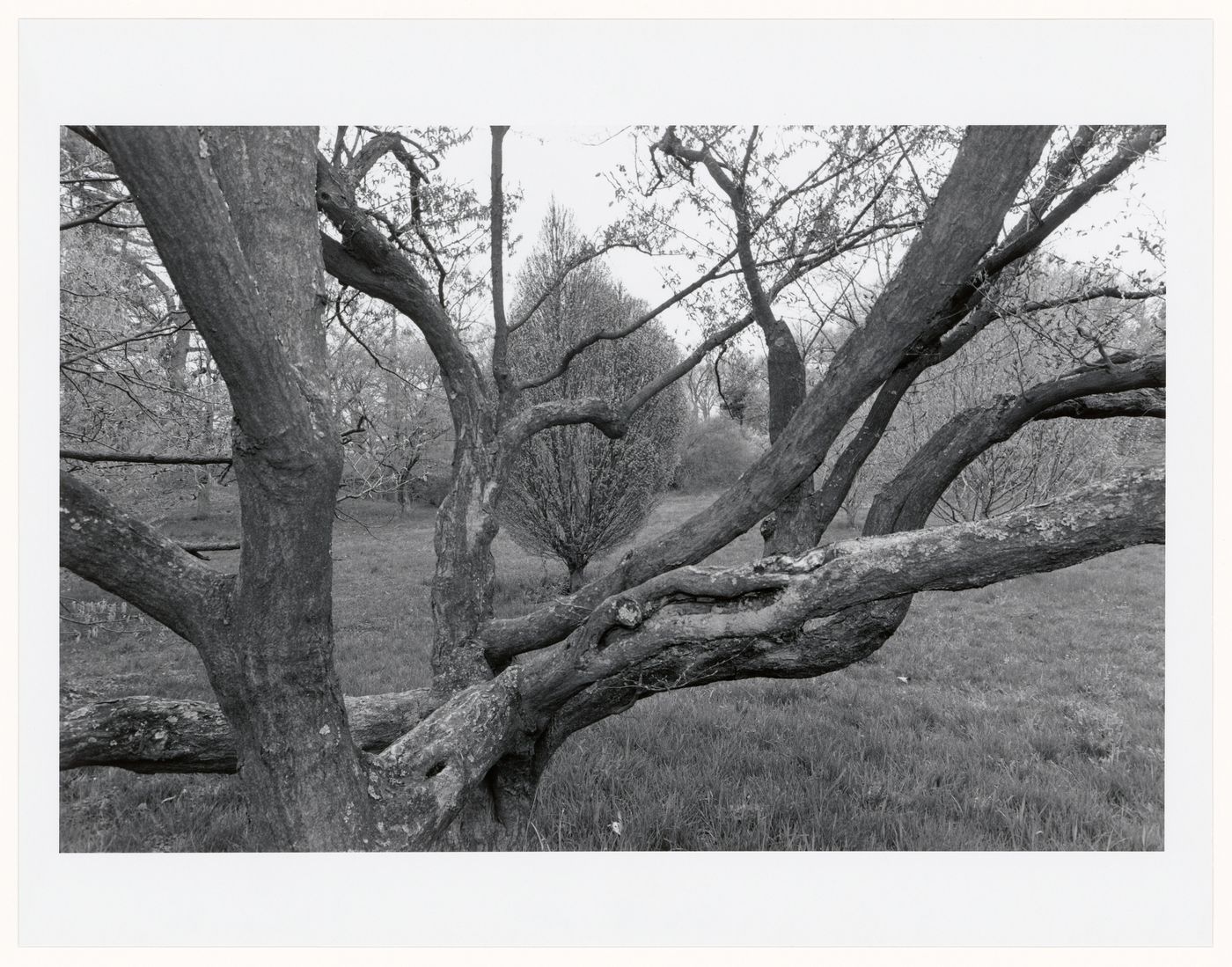 Arnold Arboretum, Boston, Massachusetts, 1988