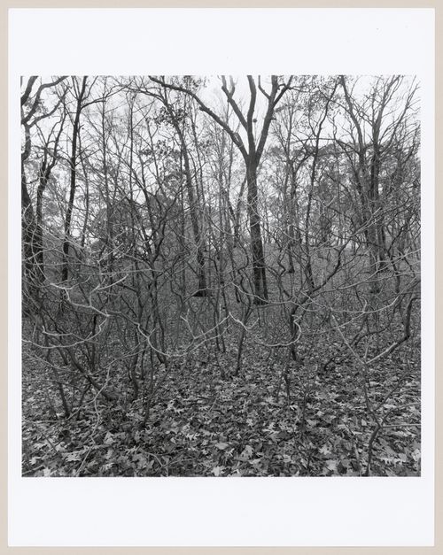 Arnold Arboretum, Boston, Massachusetts