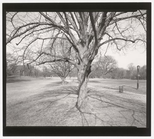 Long Meadow, Prospect Park, Brooklyn, New York City, New York