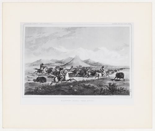 Photograph of a lithograph of an 1853 drawing, by John Mix Stanley, depicting Ampskapi Piikani (Blackfeet Nation) members hunting buffalo, Montana, United States