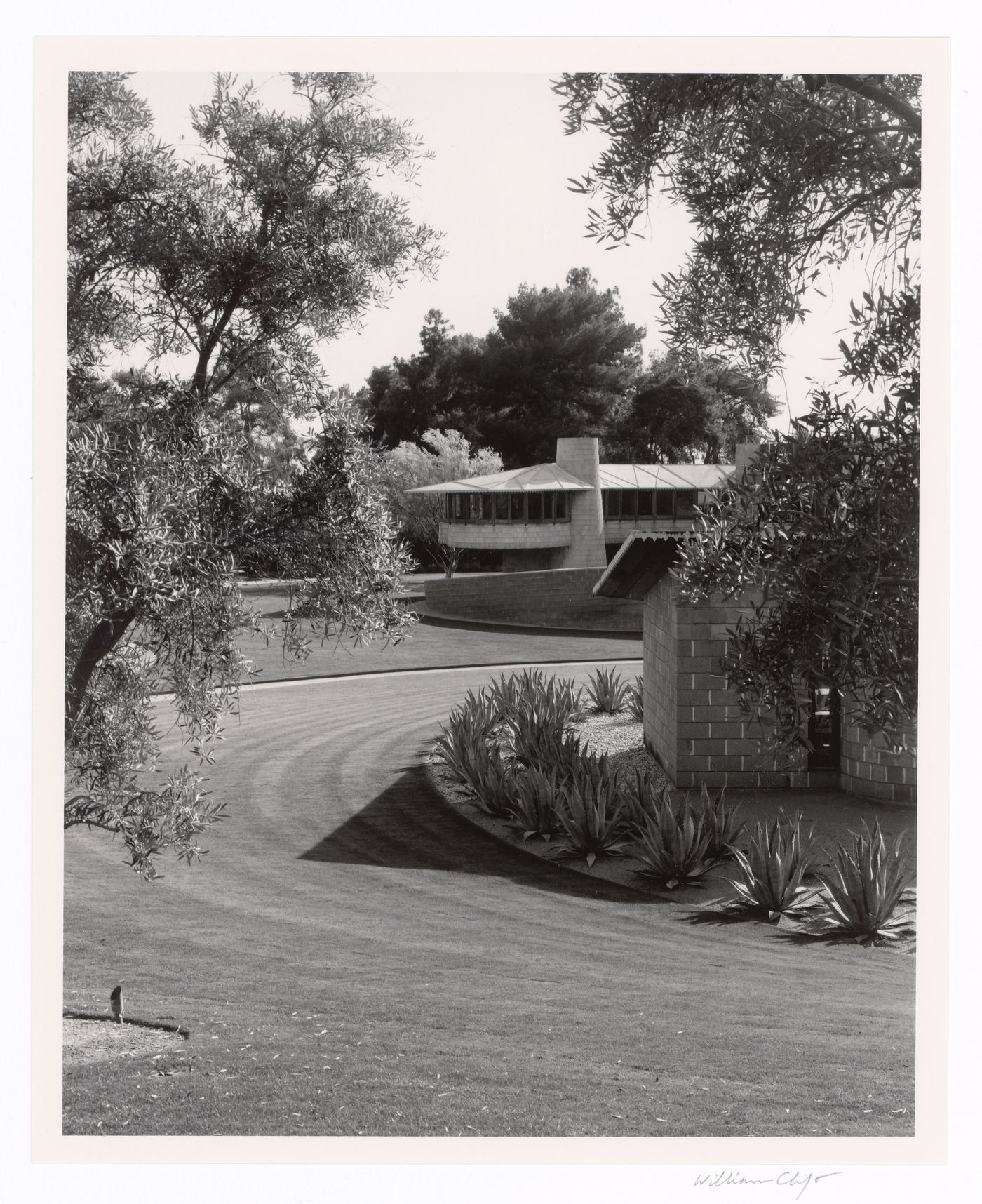 From south through olive trees, from the series The David and Gladys Wright House