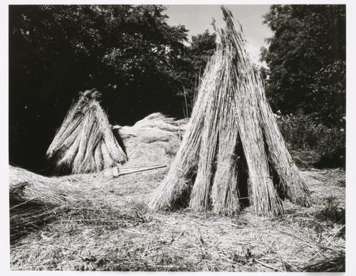 View of bundled "reet" [a swamp grass or reed used for thatching] stacked for drying, Hamburg, Germany