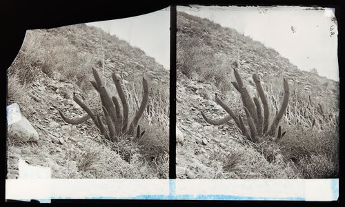 Stereograph of a Golden Spined Cereus cactus, California, United States of America
