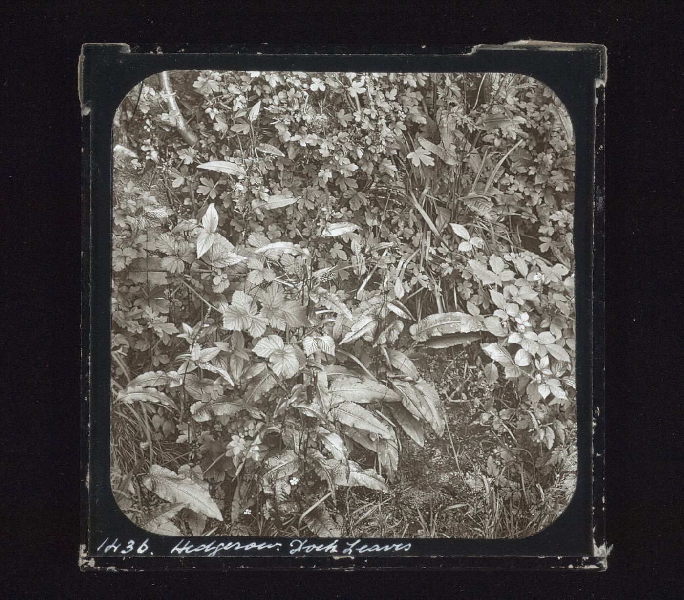 Detail view of hedge