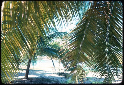 Palm trees, Jamaica