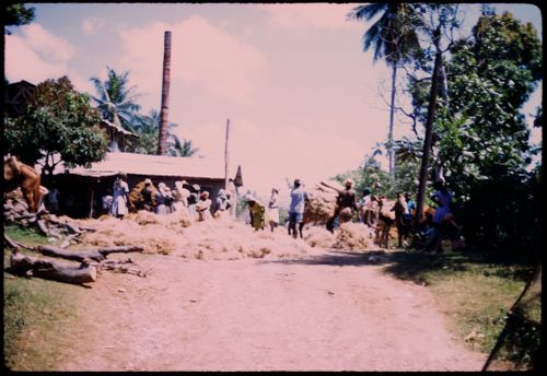 Sheep shearing,  Haiti