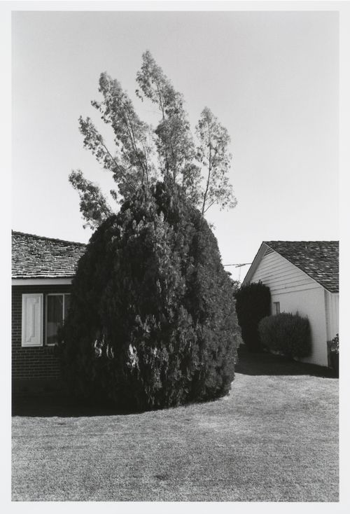Two suburban houses, detail of lawn and pruned tree, Phoenix, New York, United States