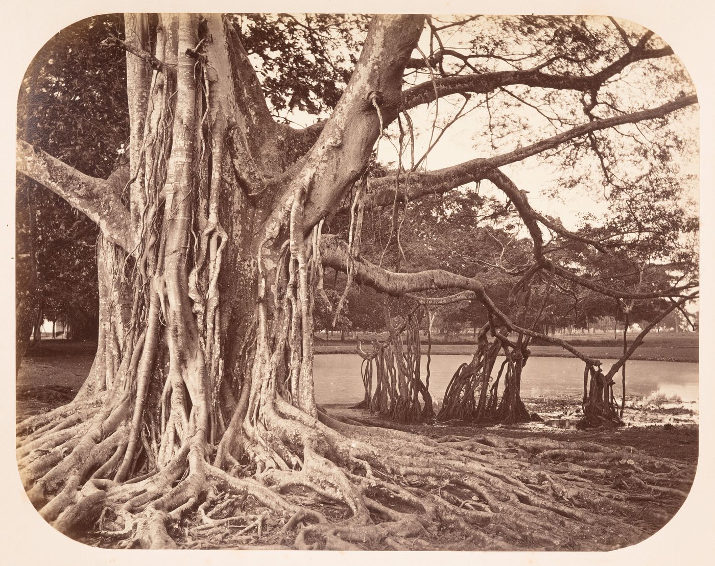 View of a gutta-percha tree, Buitenzorg (now Bogor), Dutch East Indies (now Indonesia)