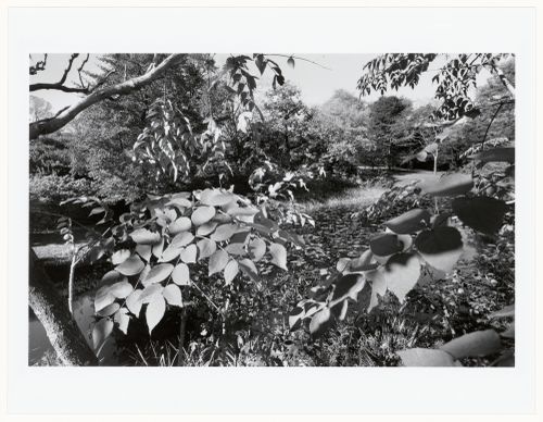 The Arnold Arboretum, Boston, Massachusetts