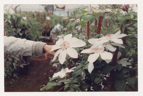 Plant reference photograph for landscape design projects